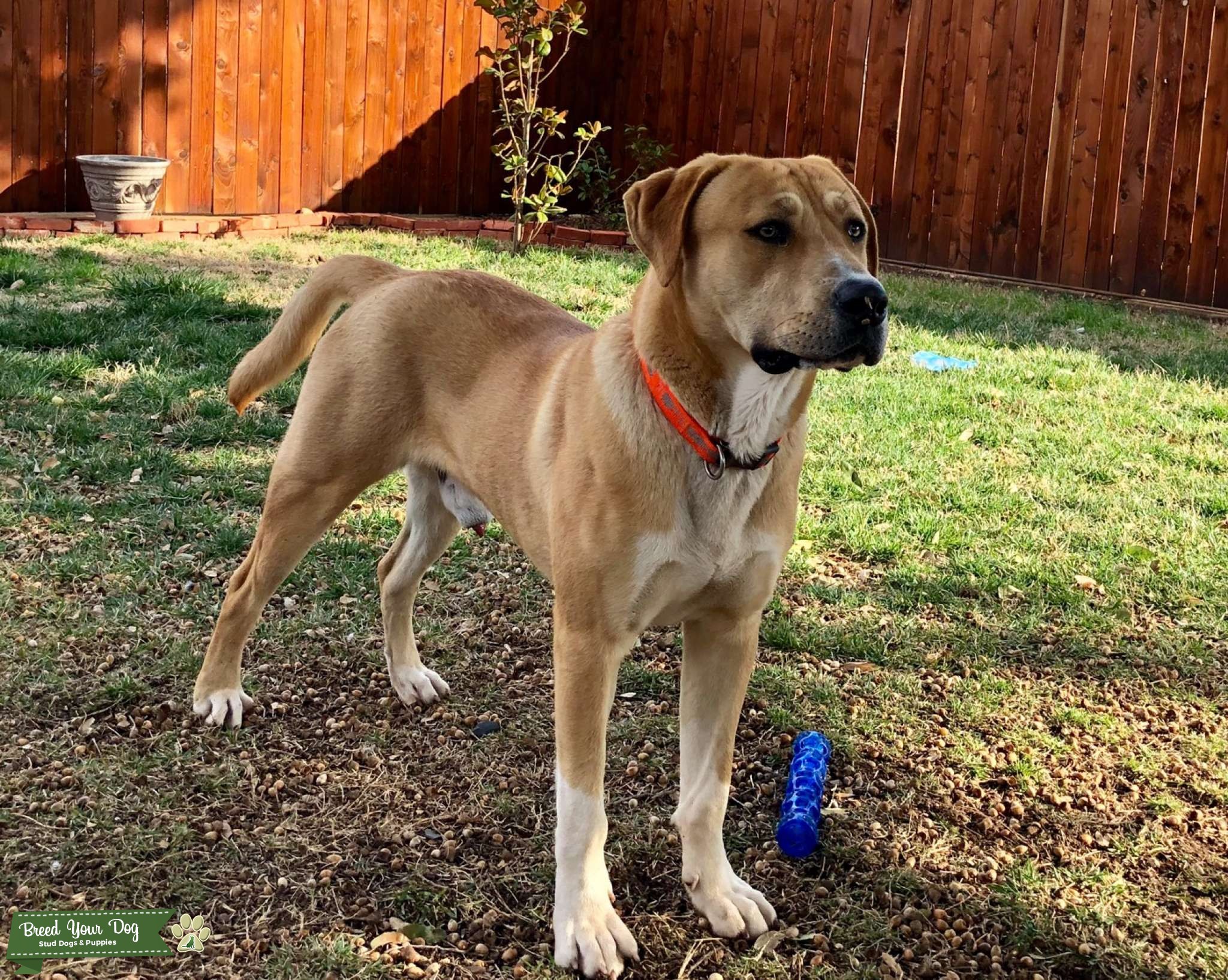 catahoula yellow lab mix