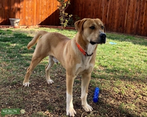 Rare beautiful Catahoula mix stud dog  Listing Image