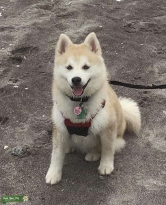 Handsome Pomsky Pup Accepting Reservations Listing Image