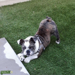 English bulldog  Listing Image