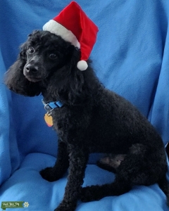 Black Miniature Poodle Stud Listing Image