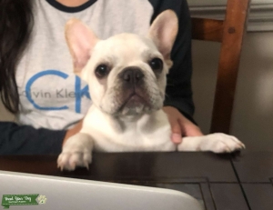 All-white French Bulldog  Listing Image