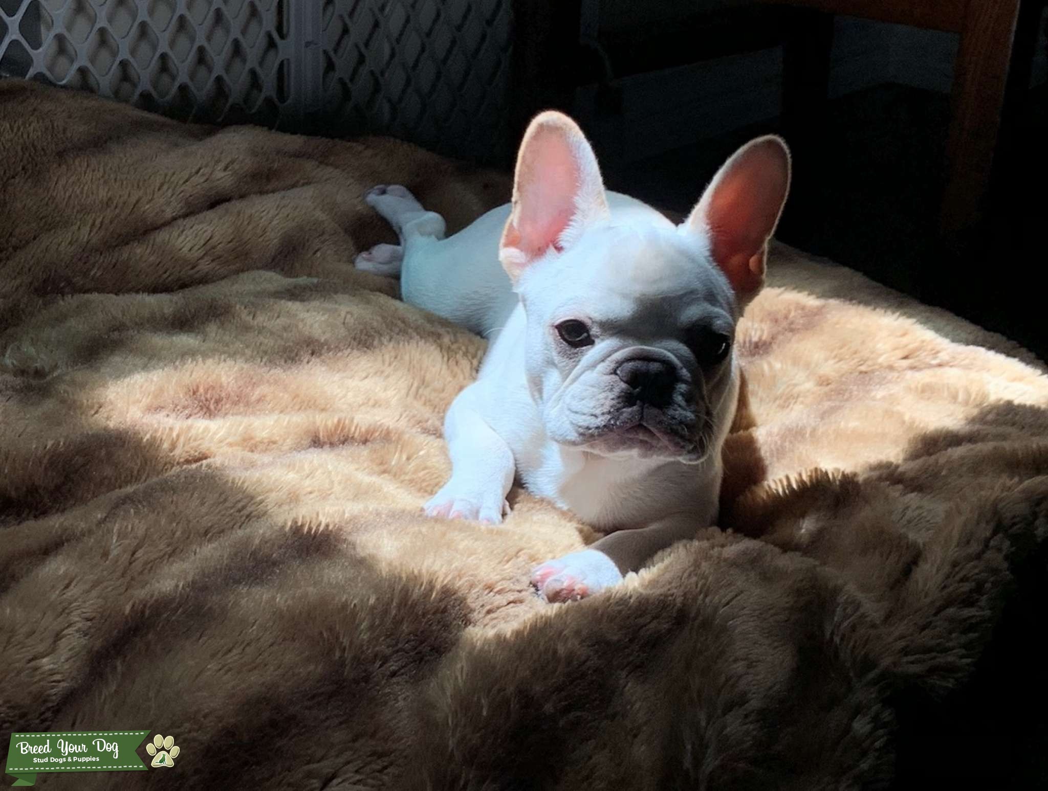 All-white French Bulldog - Stud Dog CA - Breed Your Dog