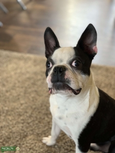 Black and White Boston Terrier Listing Image