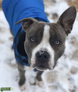 Blue Brindle American Bulldog Mix  Listing Image