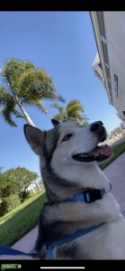 Akc Registered male Siberian husky  Listing Image