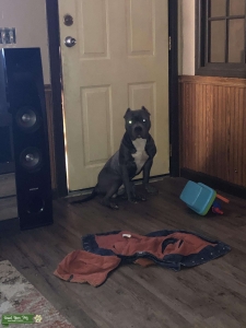American pit bull terrier Listing Image