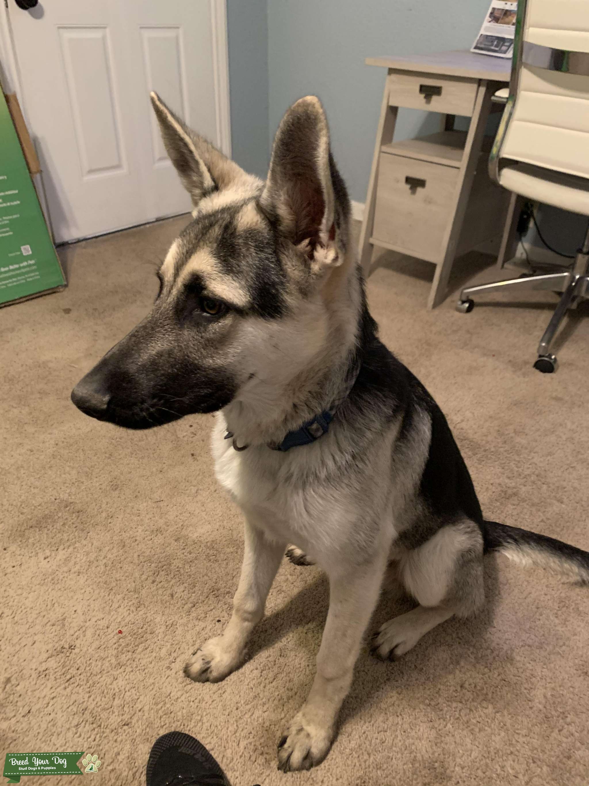 Purebred German Shepherd Stud Dog in Texas , the United States