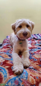 Goldendoodle Stud Listing Image
