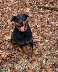 Rottweiler Female Seeking Stud Listing Image