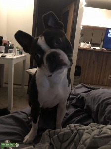 Boston terrier stud Listing Image