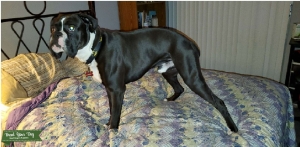 AKC Sealed Brindle boxer up for stud Listing Image
