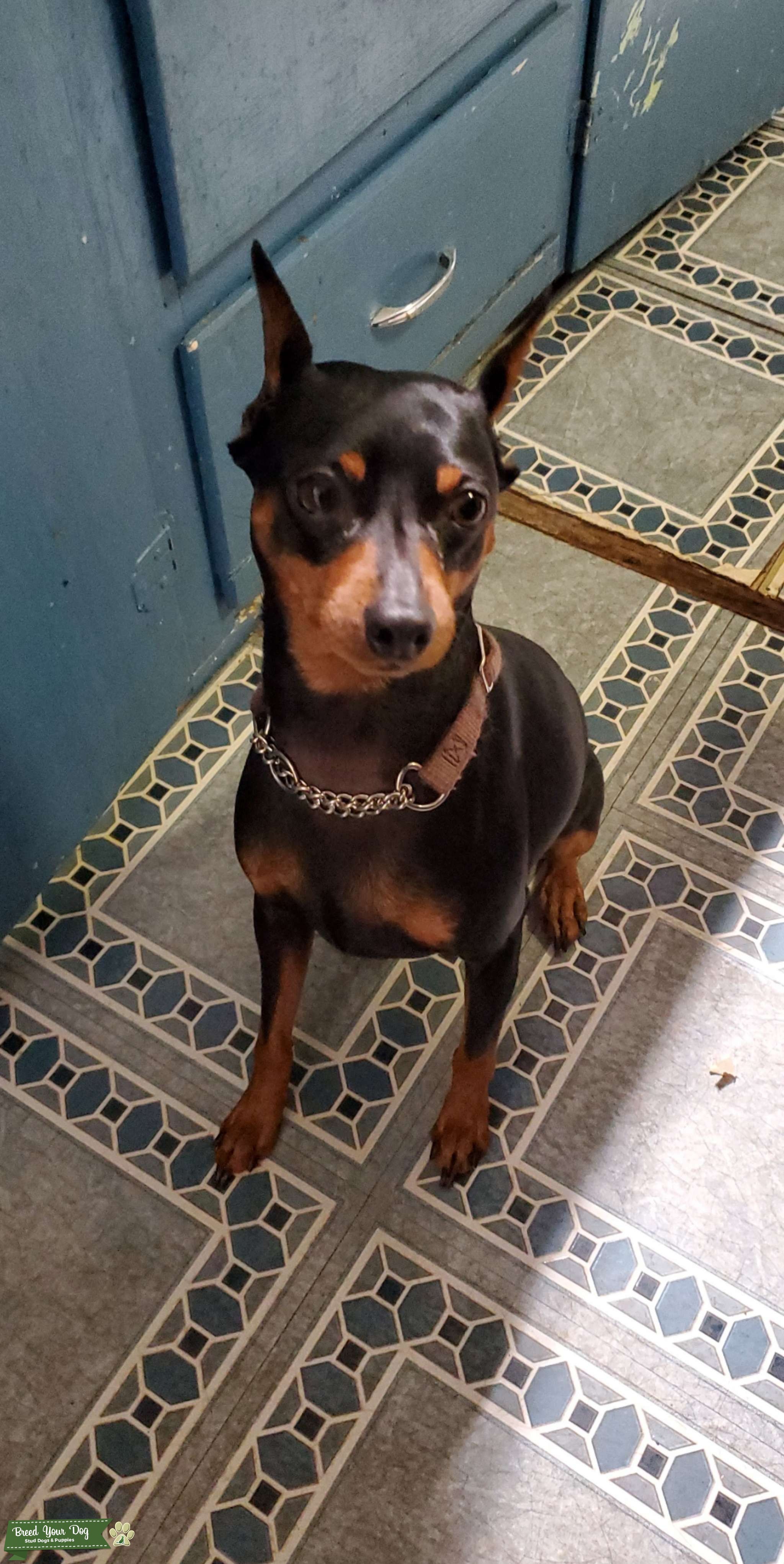 Black/tan Miniature Pinscher Stud Dog in NC, United States Breed