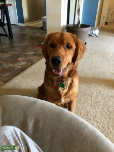 Golden Retriever Listing Image