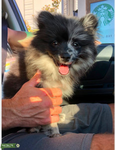  Merle Pomeranian  Listing Image