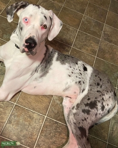 Stud Dog Listing Image