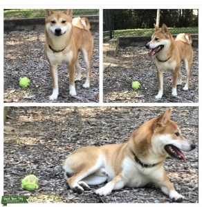Shiba inu cream male very playful  Listing Image