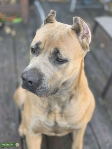 Fawn Cane Corso Listing Image