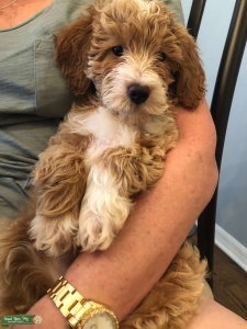 Mini Golden-doodle  Listing Image