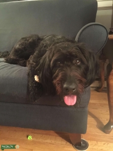  Female Labradoodle  Listing Image