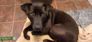 Black lab cross Listing Image