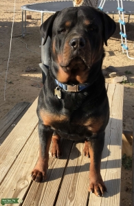 Rottweiler stud seeking female Listing Image