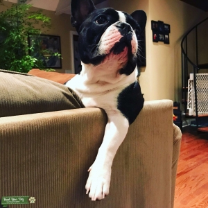 Brindle Pied French Bulldog Listing Image
