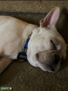 Looking for Female French Bulldog Listing Image