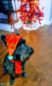 Handsome Black Miniature Schnauzer looking for female. Listing Image