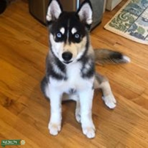 Handsome Zeus Listing Image