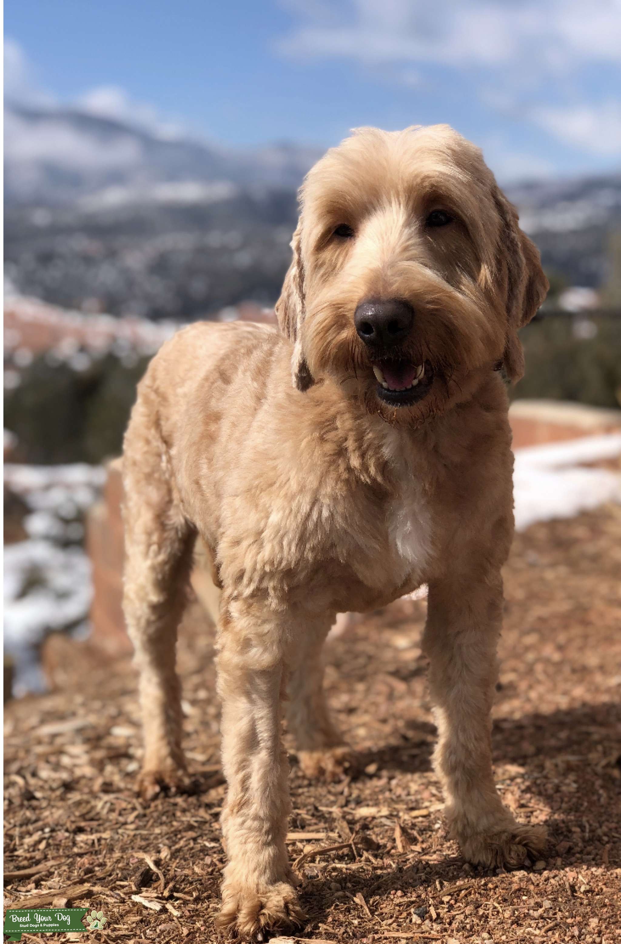 Mini Goldendoodle / Curl FF Proven Stud Stud Dog in Colorado