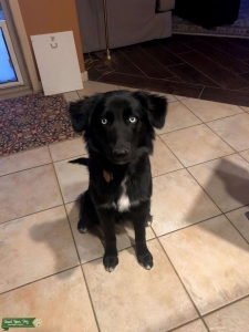 1/2 Siberian Husky 1/2 Golden Retriever Female Listing Image