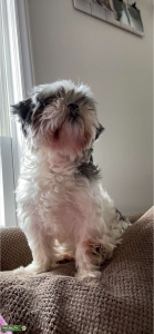 white, brown, and black Shihpoo  Listing Image
