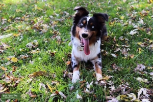 Blue Merle, Mini Aussie Listing Image