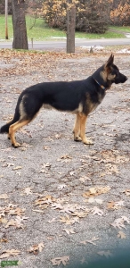 Male GSD Listing Image