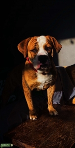Beabull (3/4 English bulldog , 1/4 beagle)  Listing Image