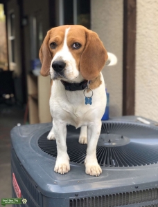 Beagle stud Listing Image