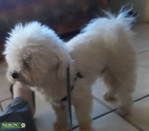 Sm. All White Coloured Bichon Frise Listing Image
