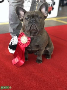Lilac Brindle Listing Image