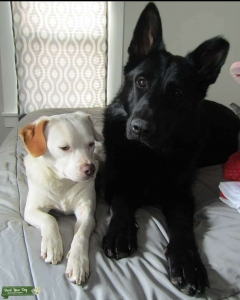 Full Black German Shepard Listing Image