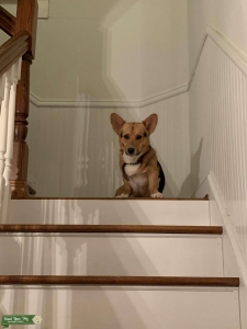 Tri color corgi  Listing Image