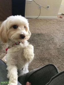 In heat Maltipoo  Listing Image