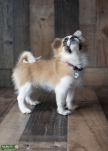 Pomchi Stud Listing Image