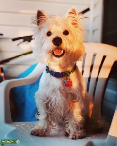 Male Westie Looking for a girlfriend  Listing Image
