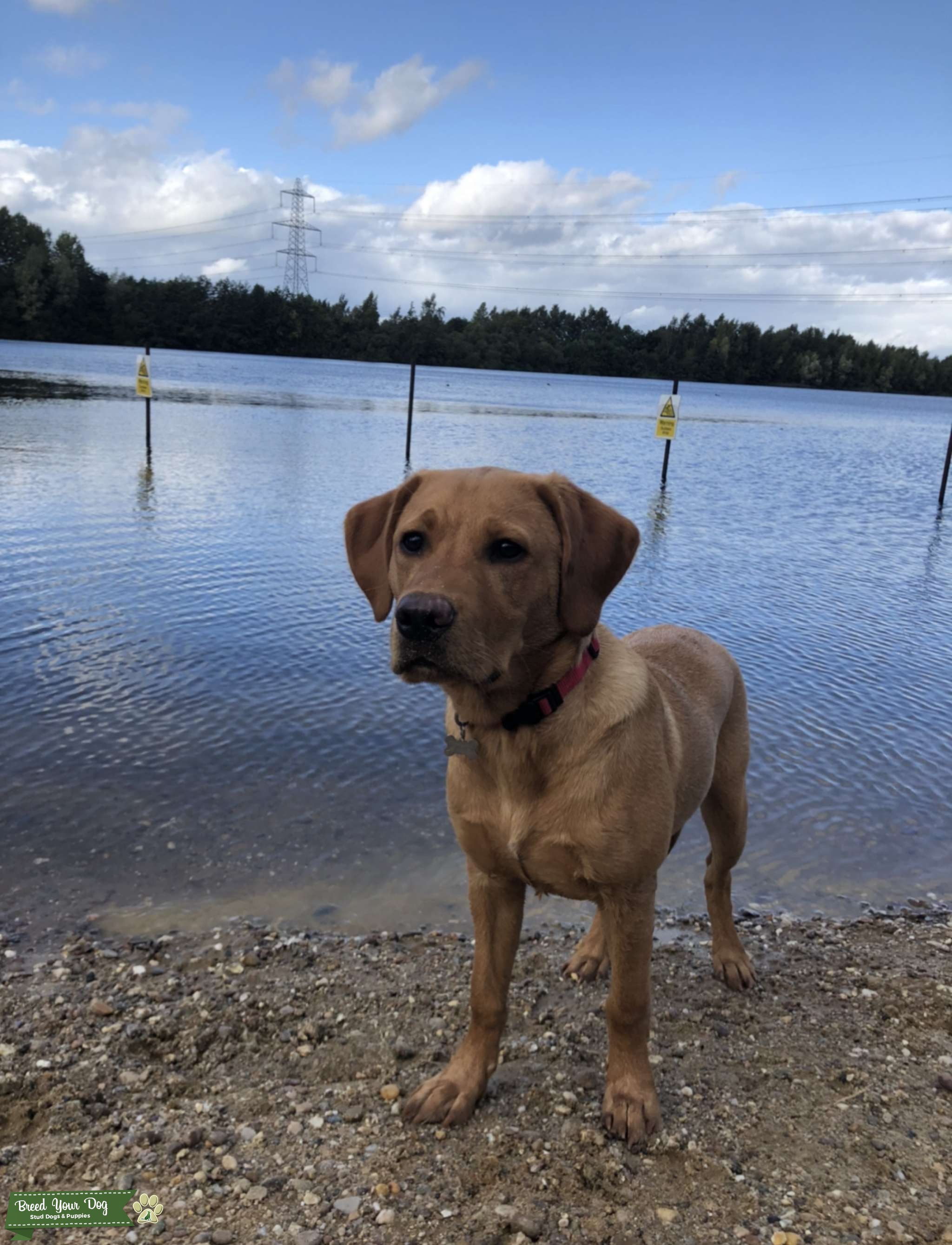 Fox Red Labrador - Stud Dog Lincolnshire - Breed Your Dog