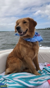 Golden girl looking for a stud Listing Image