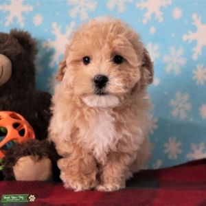 Apricot maltipoo stud  Listing Image