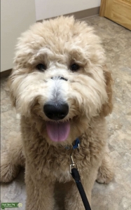 Goldendoodle F1b Stud APRICOT 60 lbs FF 2 curl carries brown & parti Listing Image