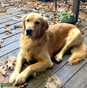 AKC Sweet Loving Golden Stud Listing Image