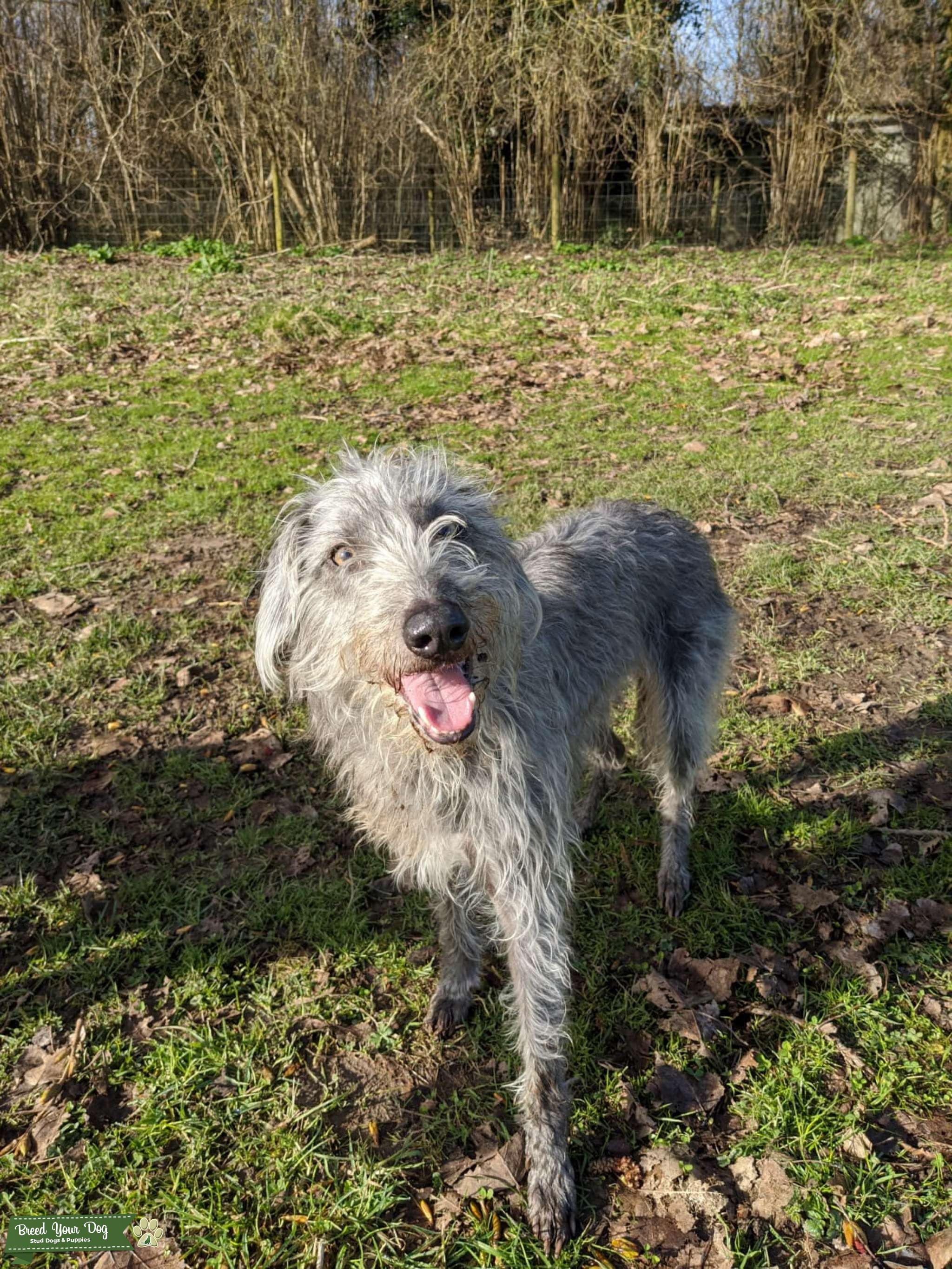 bedlington whippet cross puppies for sale